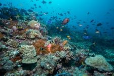 Мальдивы. Под водой