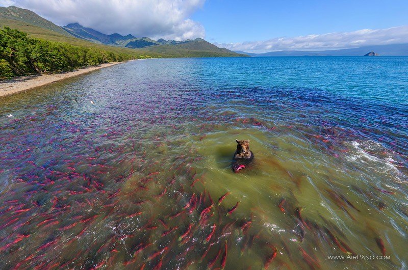 Kurile Lake, bear with sockeye salmon