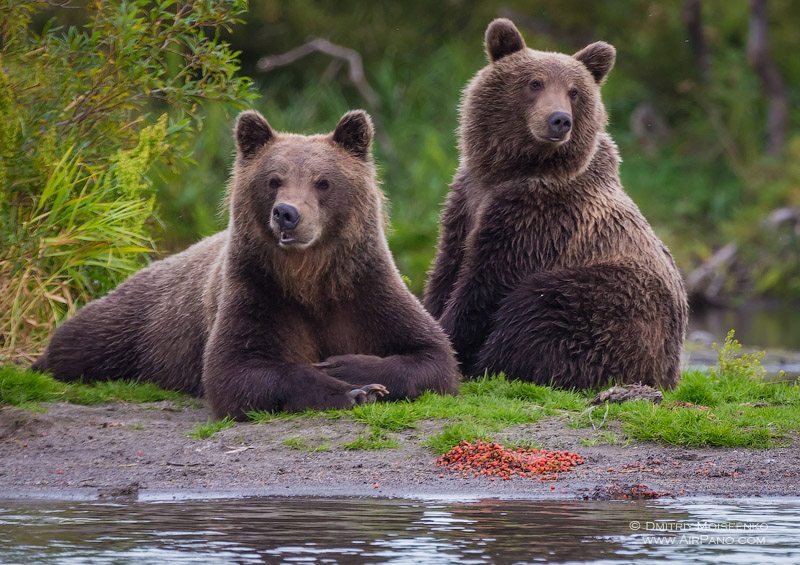 Family of bears