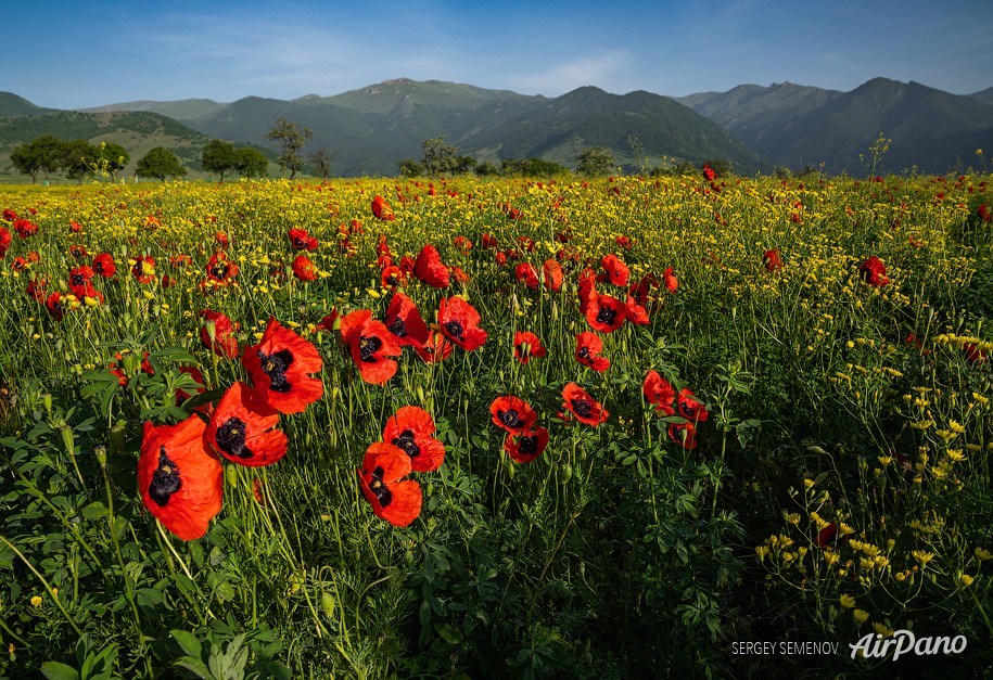 Маковое поле, Армения
