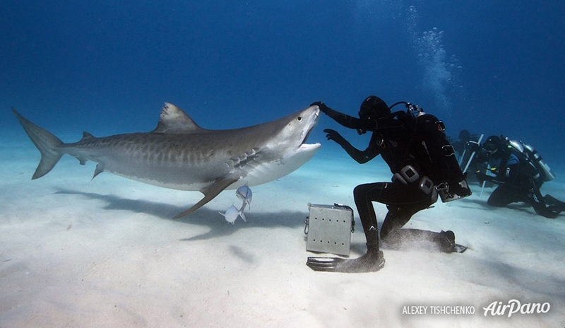 Кормление акул, Багамские острова