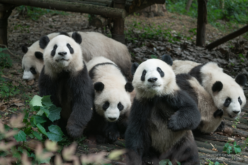 Заповедник больших панд в Чэнду, Китай
