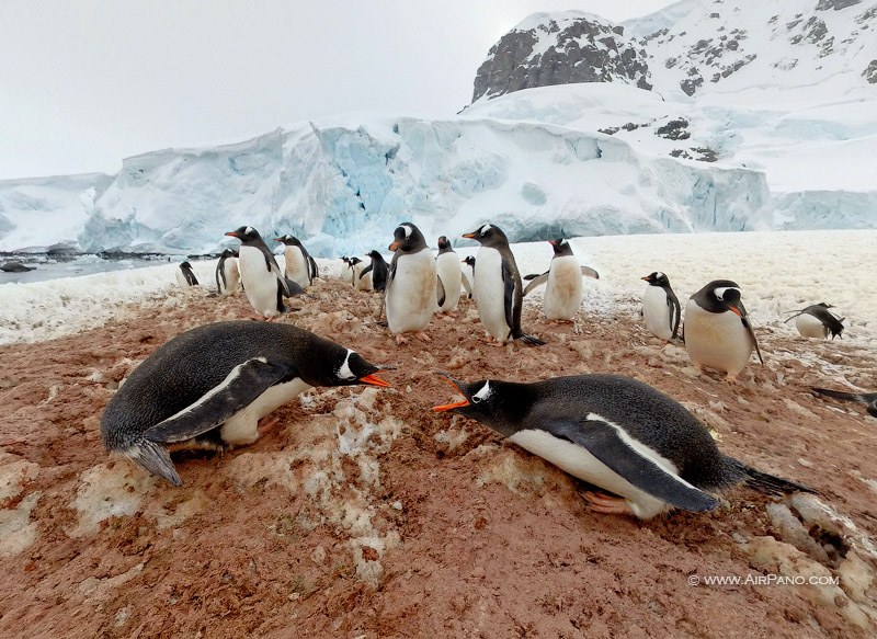 Пингвины выясняют отношения