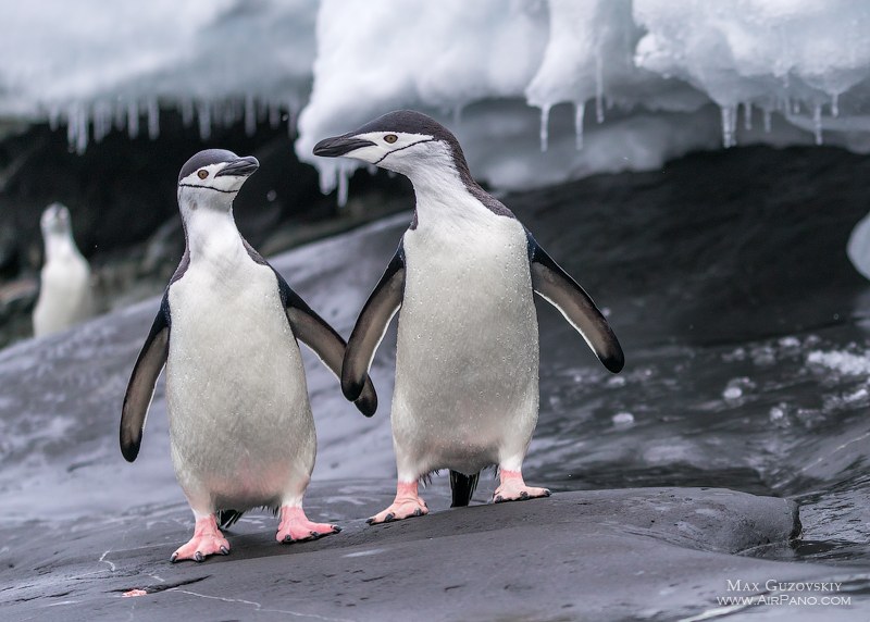 Penguins in Antarctica