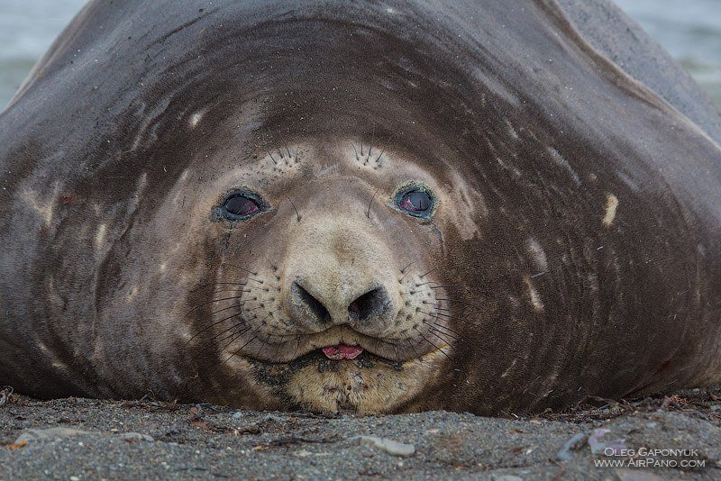 Sea elephant