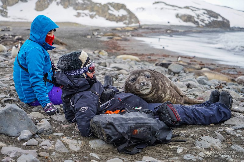 Sea elephant with people