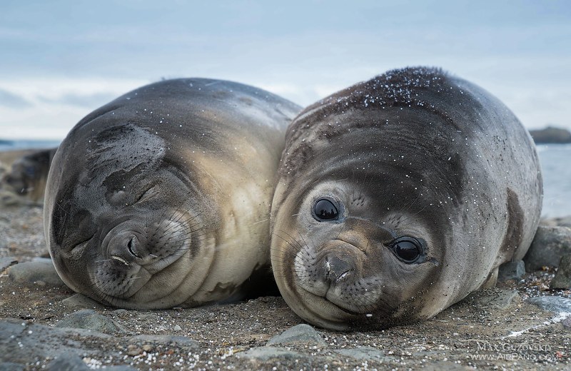 Sea elephants