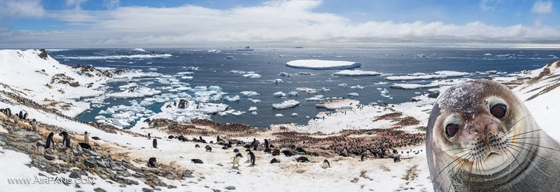 Антарктический фотобомбинг