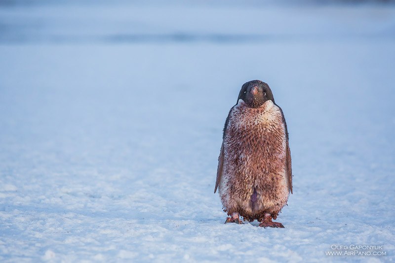 Penguin