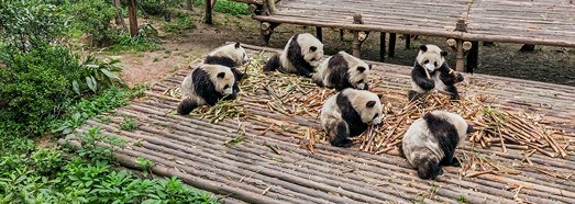 Chengdu Research Base of Giant Panda Breeding, China