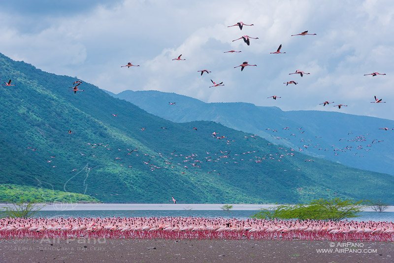 Фламинго на озере Богория, Кения