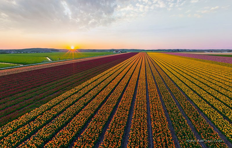 Tulip fields