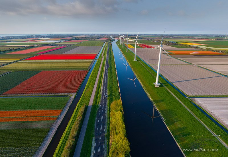 Tulip fields