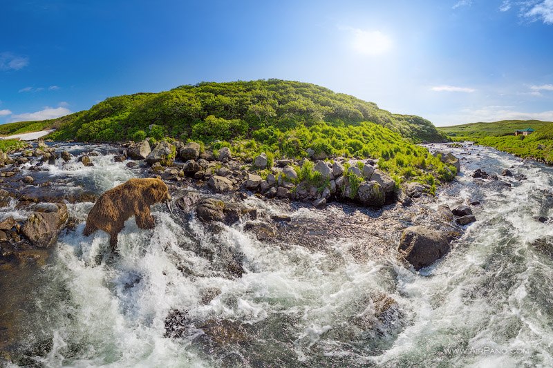 Bear in the Kambalnaya river