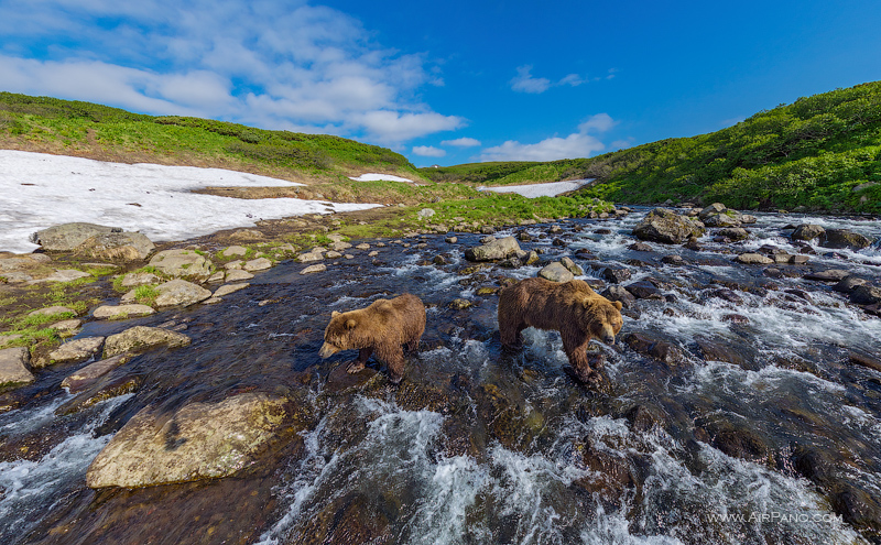 Bears in the Kambalnaya river