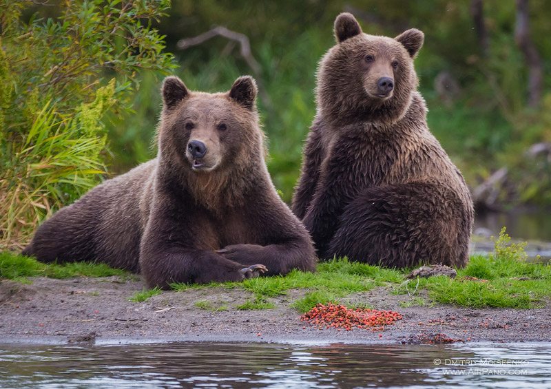 Bears at the Kurile Lake, Kamchatka, Russia