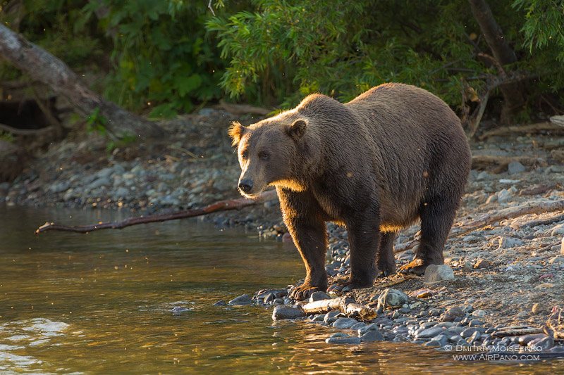 Bear at the Kurile Lake, Kamchatka, Russia