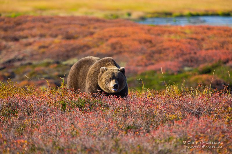 Медведь в кальдере Узон, Камчатка