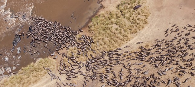 Antelope migration in Kenya from a bird’s eye view