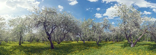 Blooming apple orchards. Moscow, Kolomenskoye