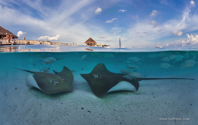 Stingrays. Split panorama