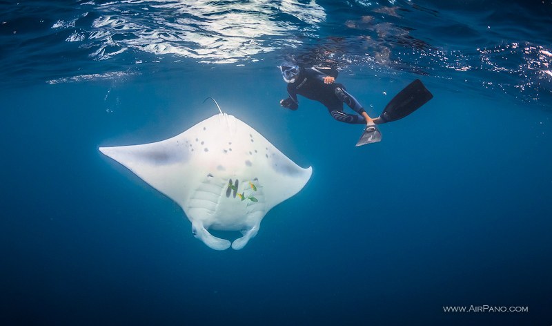 Manta Rays, Maldives