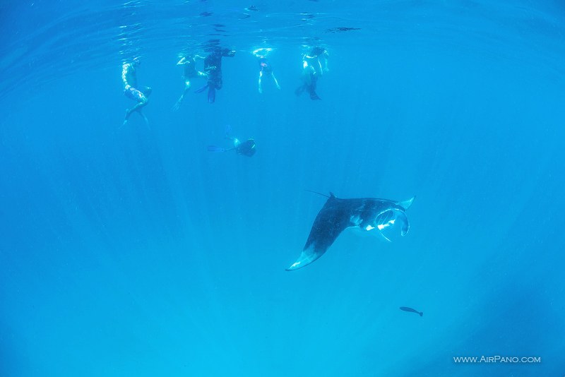 Manta Rays, Maldives