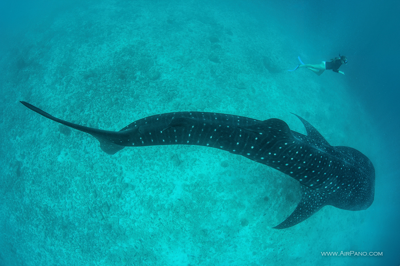 Whale shark