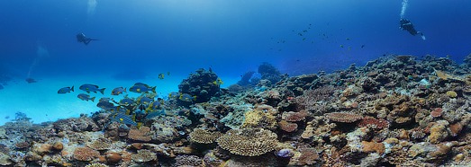 Подводный мир Мальдив. Коралловый риф - AirPano.ru • 360 Degree Aerial Panorama • 3D Virtual Tours Around the World
