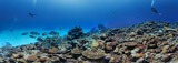Подводный мир Мальдив. Коралловый риф • AirPano.ru • 360 Degree Aerial Panorama • 3D Virtual Tours Around the World