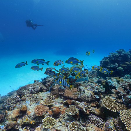 Подводный мир Мальдив. Коралловый риф 
