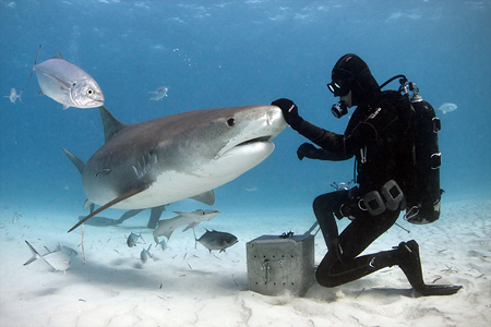 Sharks feeding. Bahamas