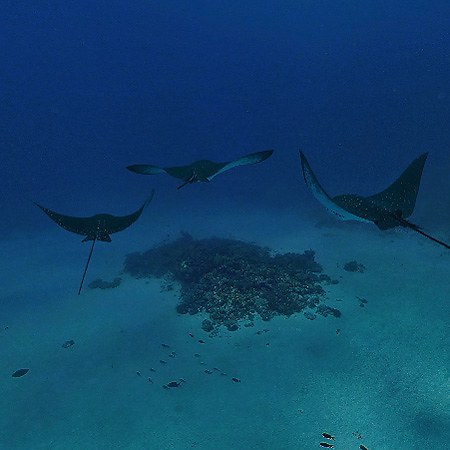 Подводный мир Мальдив. Скаты 