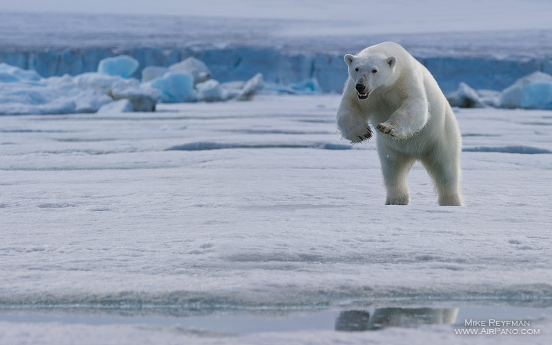 Polar bear, Svalbard (Spitsbergen), Norway