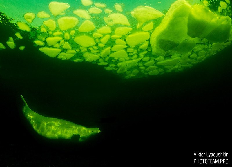 Белуха в Белом море Белуха в Белом море