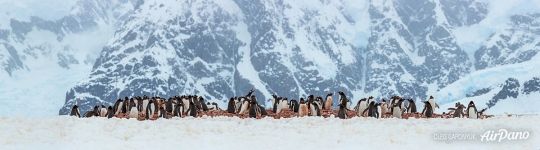 Penguins in Antarctica. Panorama