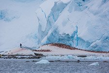 Penguins in Antarctica #23