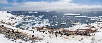 Крупная колония пингвинов