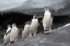 Penguins in Antarctica #49