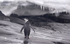 Антарктический пингвин и снегопад