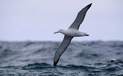 Flight of the albatross above the Antarctica