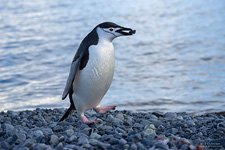 Пингвины в Антарктиде №48
