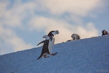 Penguins in Antarctica #34
