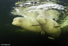 Белое море №6 Белое море №6