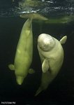 Белое море №9 Белое море №9