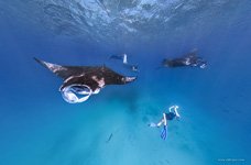 Snorkeling with manta rays #1