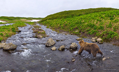 Медведь на речке Камбальной №3