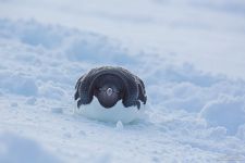 Пингвины Антарктиды №1