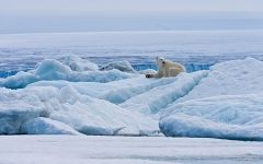 Белая медведица отдыхает на дрейфующих льдинах вдоль побережья Шпицбергена