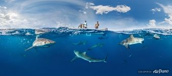 Split-panorama with sharks